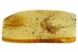 Detailed Fossil Spider (Araneae) In Baltic Amber #357902-1